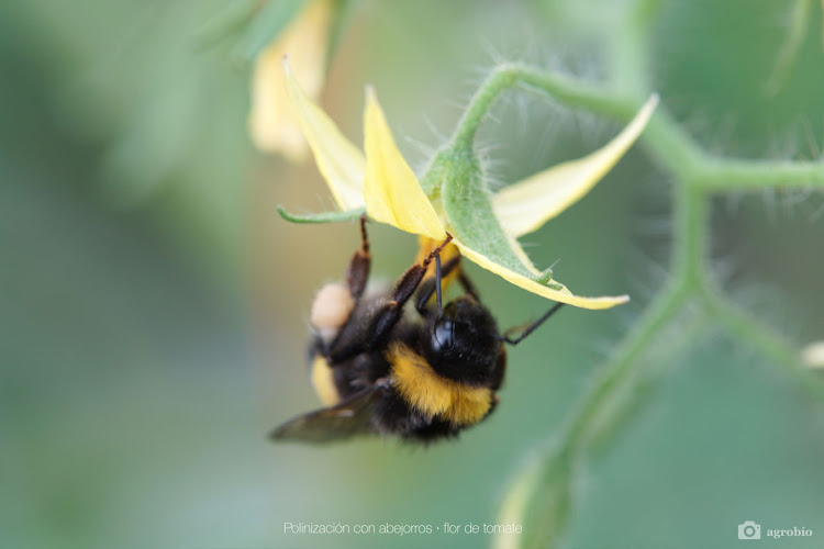 Negocio Agrobio S.l.