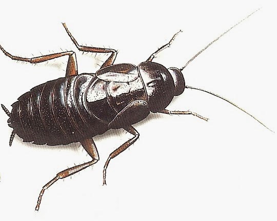 Negocio Ambient Servei