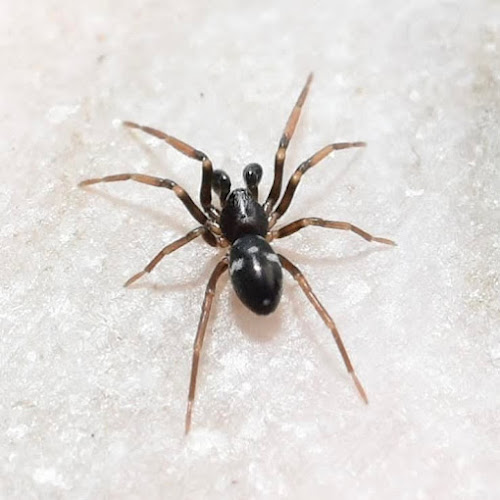 Negocio Asistencia Plagas Jumisa