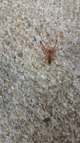 Negocio Bug Control De Plagas