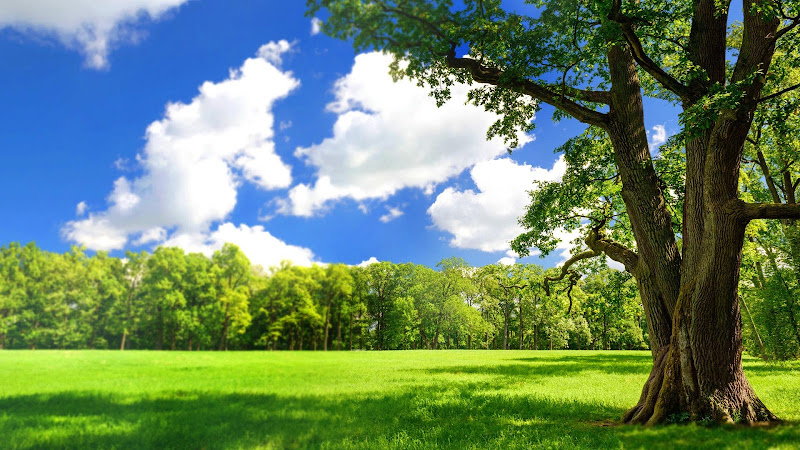 Negocio Cèntric - Control De Plagues