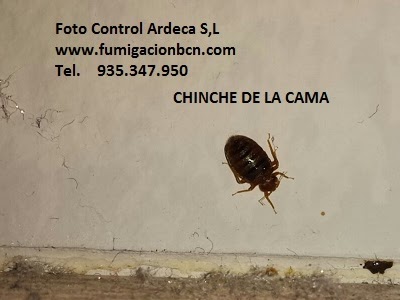 Negocio Control Ardeca - Fumigación Plagas Barcelona