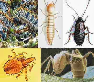 Negocio Control De Plagas Aplisa S.l. Madrid