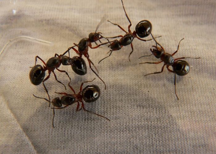 Negocio Control De Plagas Cordoba | Abecor