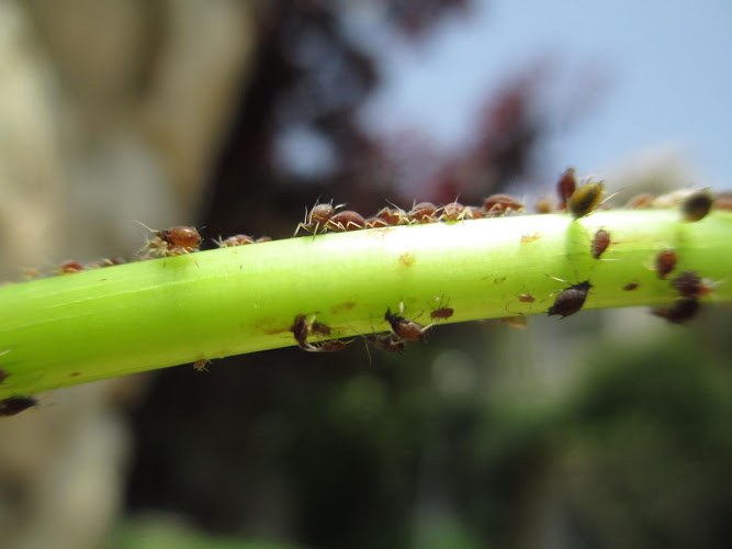 Negocio Control De Plagas En Málaga - Contraplagas Ambiental