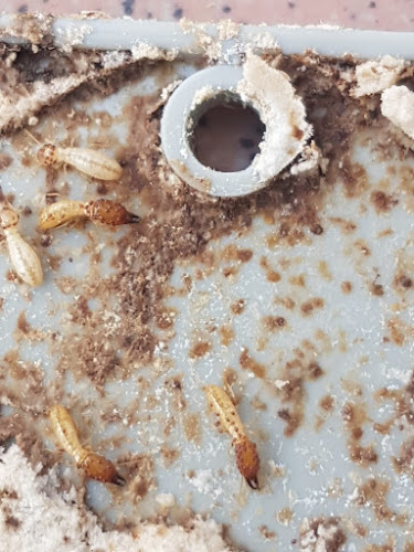 Negocio Control De Plagas Zaragoza | Ambiente Cero;