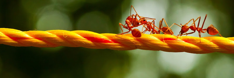 Negocio Cop Bcn Control De Plagas