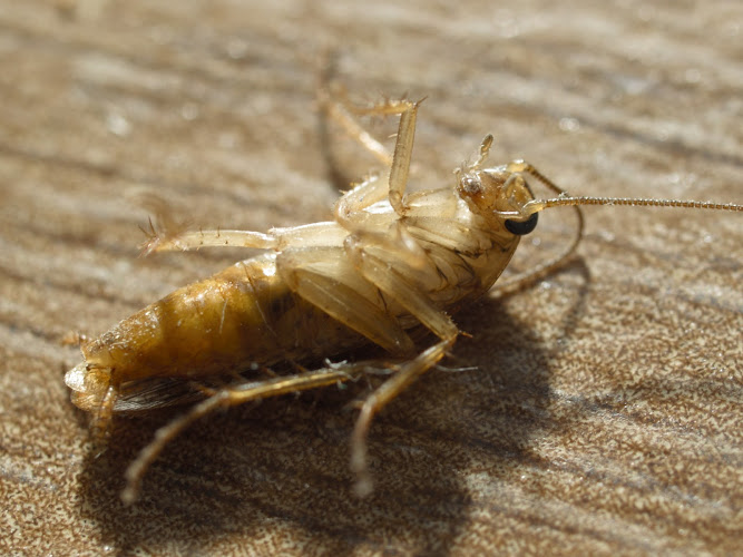 Negocio Desinfecciones Hormigas Verdes