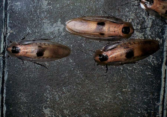 Negocio Duprat Control De Plagas