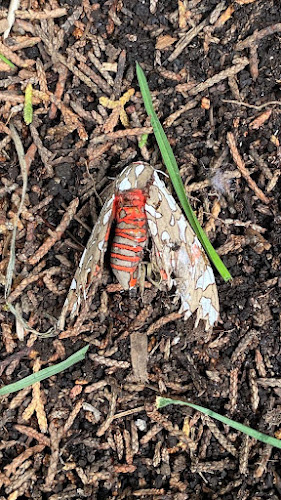 Negocio E-Control Plagas Zaragoza Desinfecciones