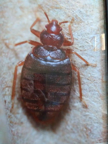 Negocio E I R Exterminaciones