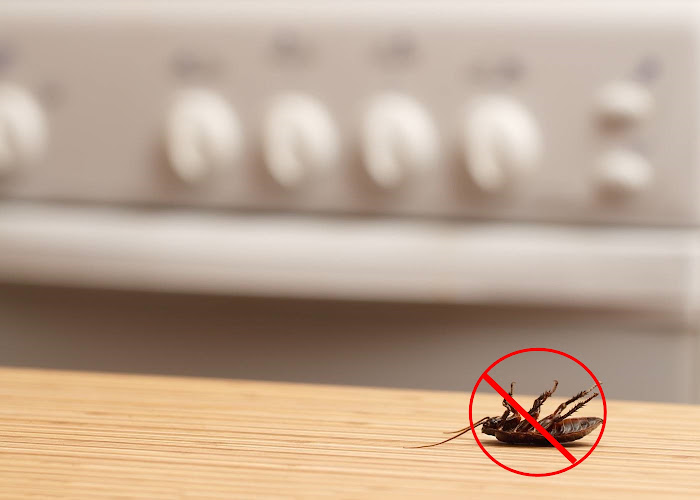 Negocio Ecoambiente Sanidad Ambiental | Control De Plagas