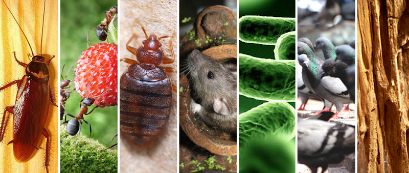 Negocio Ecopest | Desinfección Y Control De Plagas Zaragoza