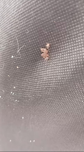 Negocio Egrali , Control De Plagas