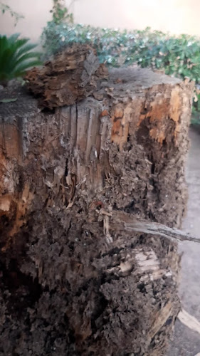 Negocio En-Acción Control De Plagas Y Servicios