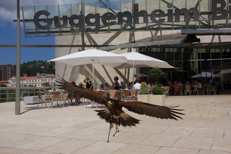 Negocio Euskal Falcon - Control Plagas Aves