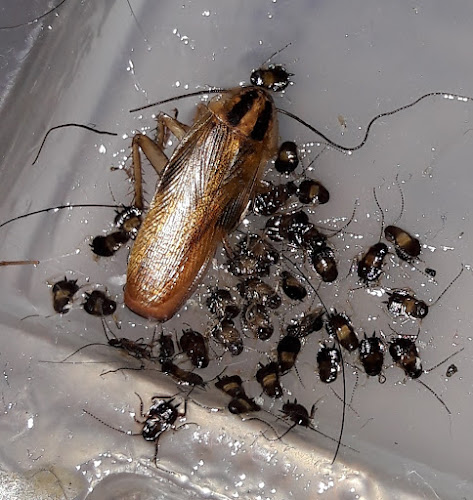 Negocio Exprodim - Control De Plagas Madrid - Expertos En La Eliminación De Chinches