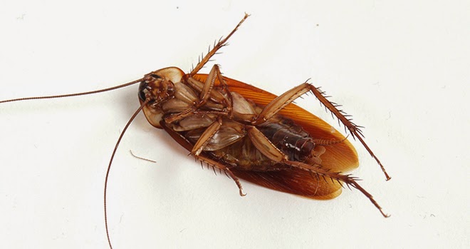 Negocio Fumigaciones Ceca Centro Europeo De Control De Aves