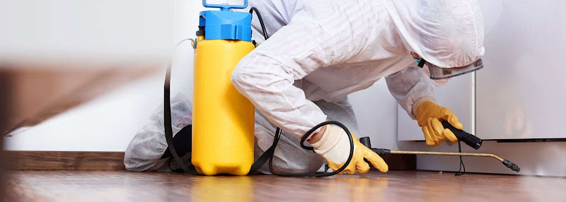 Goldservice Control De Plagas En Barcelona