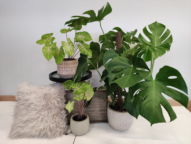 Negocio Javier Pastor Viveros Y Jardinería, Sl. - Pastor Centro De Jardinería, S.l.