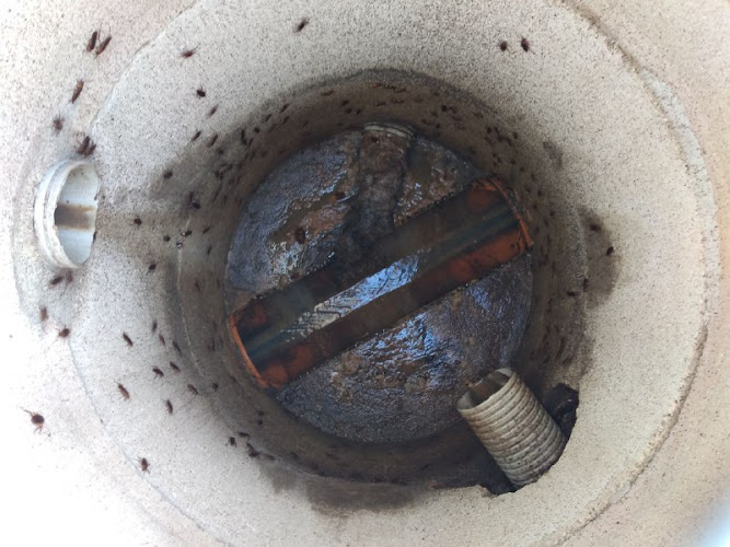 Negocio No Mas Bichos