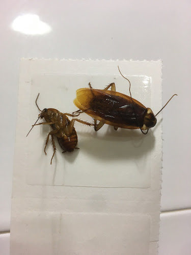 Negocio Nocucas Control De Plagas