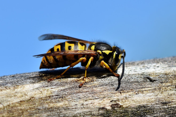 Negocio Novainsectos