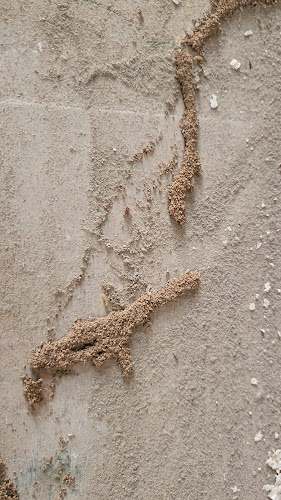 Plaserman Salud Pública Sl Control De Plagas Valencia