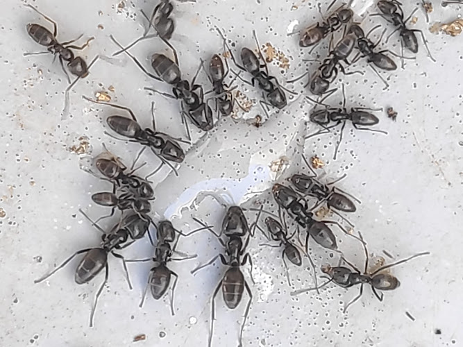 Negocio Queen Bee Control De Plagas