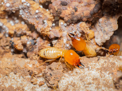 Negocio Rentokil Control De Plagas En Alicante