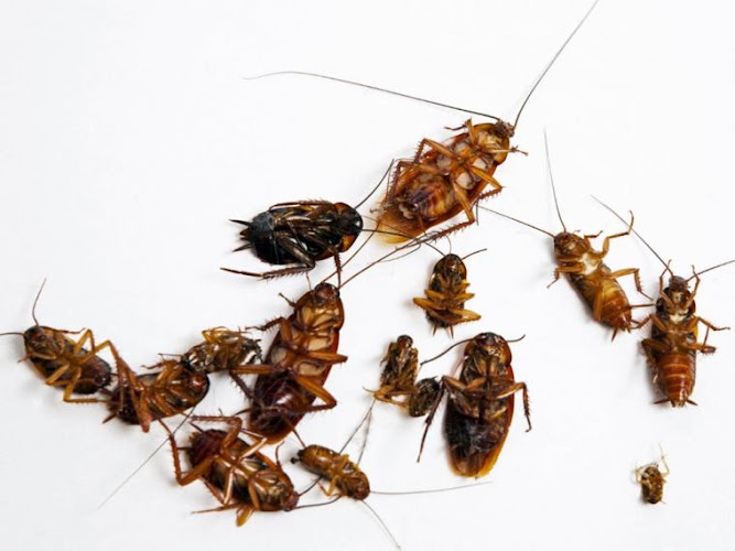 Negocio Serinco Ddd (Control De Plagas )