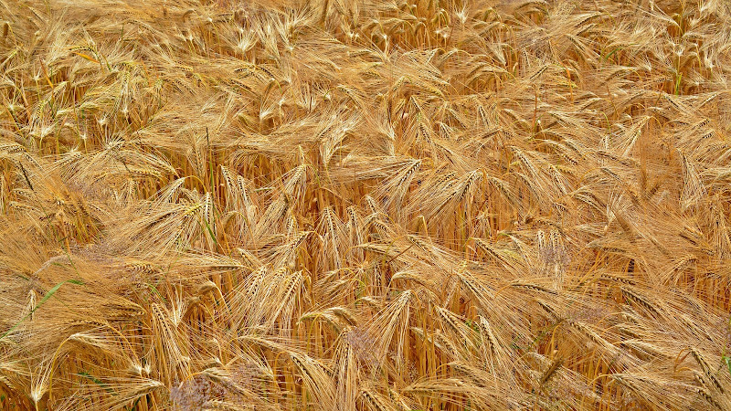 Negocio Sgf- Servicio General De Fumigación