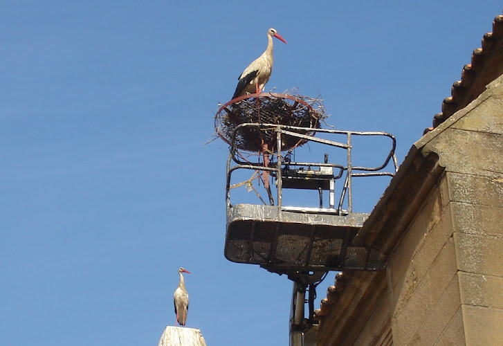 Strunus Control S.l.