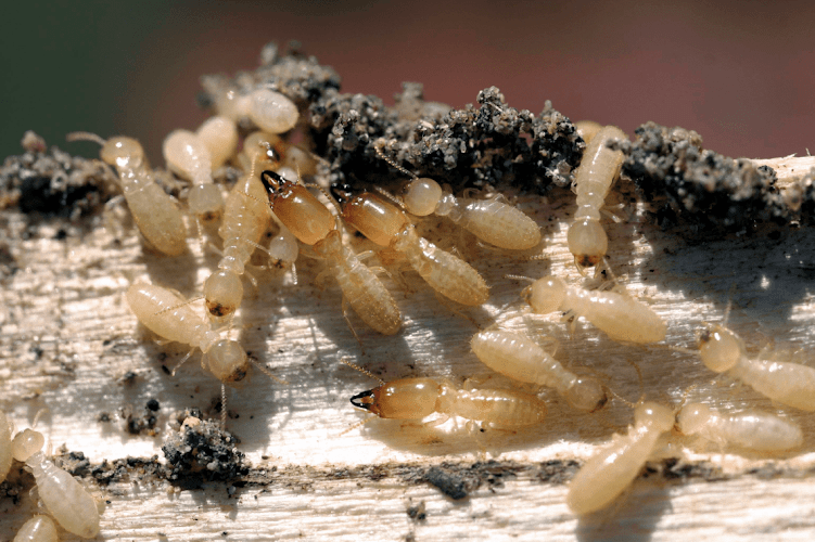 Negocio Termitas Y Carcoma | Odanafusta