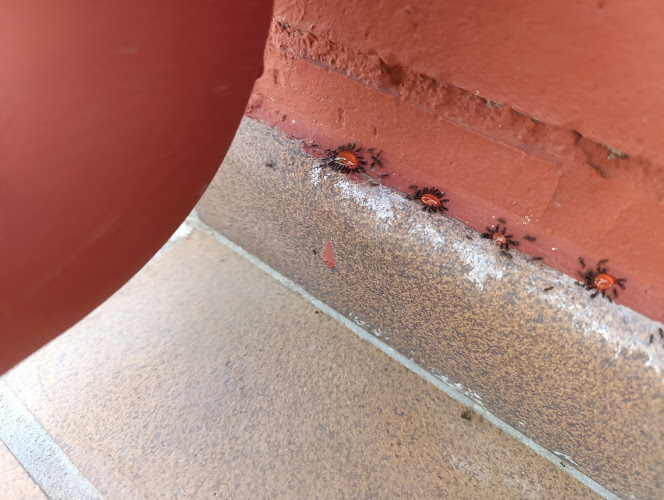 Negocio Tiétar Control De Plagas