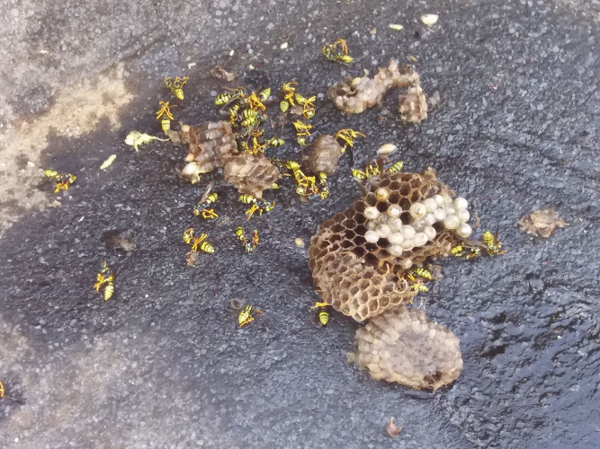 Negocio Tramplagas Salud Ambiental