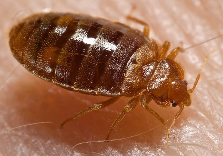 Negocio Trasanam