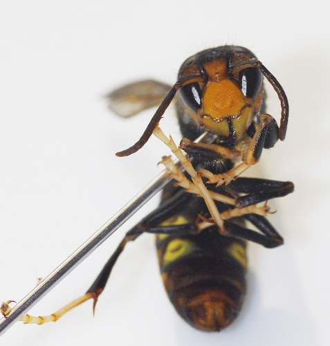 Negocio Urban Pestis Sl